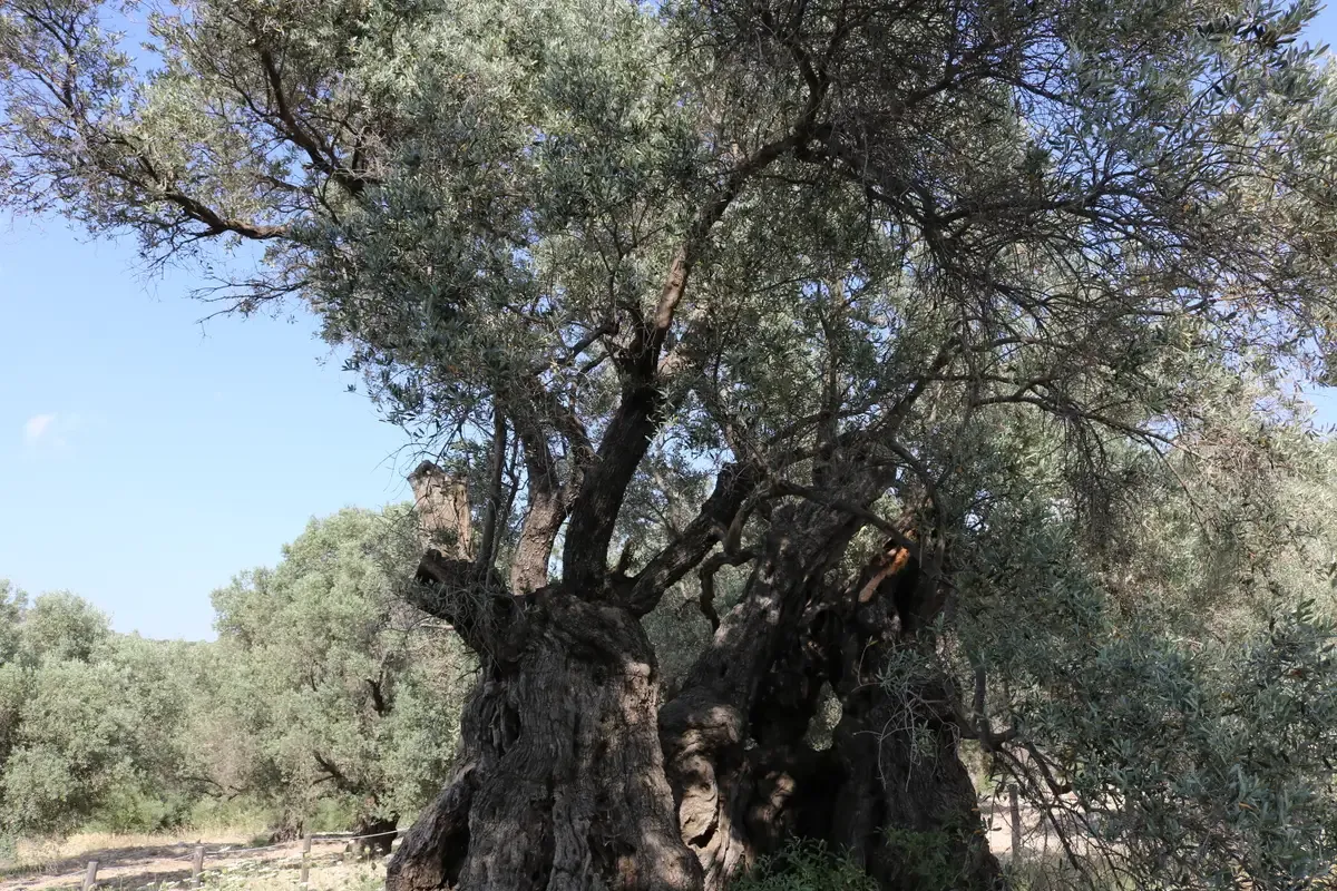 A mature olive tree in Crete, the source of the island's olive oil used in most crete food